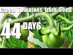 SPIDER FARMER NEW G12 GARDEN - 44 DAYS - SEED TO GREEN TOMATOES