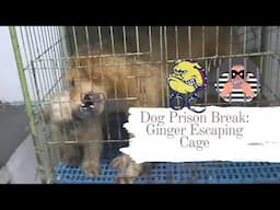 DOG PRISON BREAK:GINGER ESCAPING CAGE