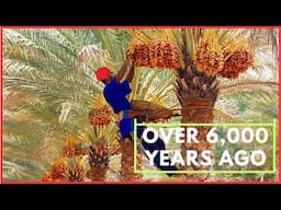 The Surprising History of Date Palms | From Deforestation to Cultivation