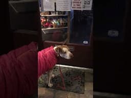 Sophie the Pit Bull - When the Pet Store’s Closed #funnydogs #shorts