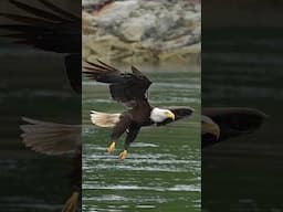 Hungry Eagle slowly glides down to the waters edge and grabs itself a fish.