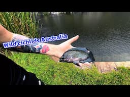 Catching pet store fish in Australia wild cichlids (Jack Dempsey cichlid)