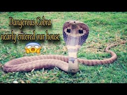 Dangerous Cobra Snake Try's to enter our house #camarines Sur