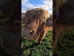 RIP MURDO the HIGHLAND COO & Buster the Sheep #murdothehighlandcoo #castleroy #scotland #nethybridge