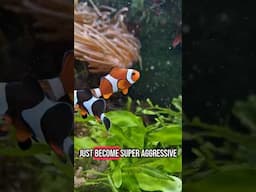 Breeding clownfish