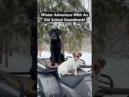 Winter Dog Training With An Old School Soundtrack! #dogs #puppies