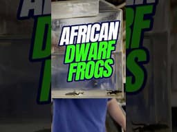 African Dwarf FROG Care | Aquarium Frog Care Guide