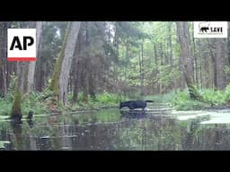 Pair of rare black wolves caught on camera in Poland