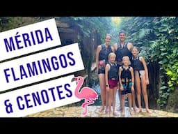 Yucatan, Mexico with Kids | Flamingos & Cenotes (Part 3)