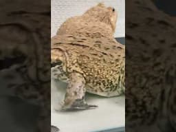 Asian Bullfrog eat big scorpion #shorts