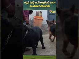 జర్మన్ షెపర్డ్, లాబ్రడార్  #ToneAgri #IntegratedFarming #LabradorRetriever #GermanShepherd #dogs