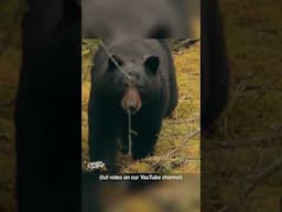 What Would This Big Ontario Black Bear Weigh?