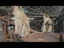 BEAUTIFUL #2mbili FAMILY//VERVET MONKEYS//STEDMARK GARDEN ANIMAL ZOO.