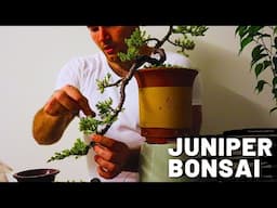 Pruning and Wiring my Japanese Juniper Cascade Bonsai | Bonsai Update Part 1