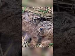 These baby hares are adorable 😍