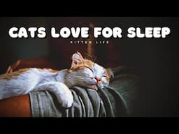 The Secret Life of Cats: Decoding their Love for Sleep