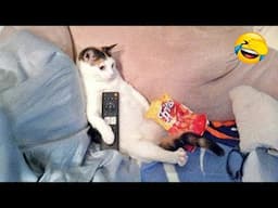 CLASSIC Dog and Cat Videos 🐶 😹 of FUNNY Clips