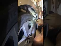 Cat Mechanic Helps With Car Repairs