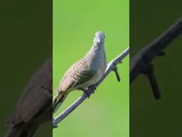 Zebra Dove up close