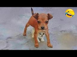 CLASSIC Dog and Cat Videos 🐶 😹 of FUNNY Clips