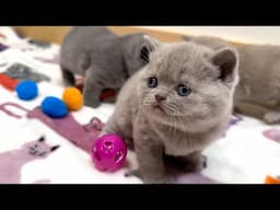 5 WEEKS OLD BRITISH SHORTHAIR BABY KITTENS LEARNING HOW TO PLAY!