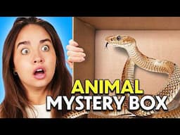 Guess The Animal In The Mystery Box!