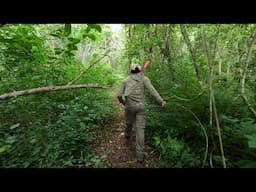 RELAXING WALK THROUGH THE YUCATAN JUNGLE AND RUINS *ASMR NATURE*