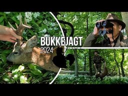 Bukkejagt 2024 - Flot dansk buk. Roebuck hunting. Rehbock jagd, råbukk jakt.