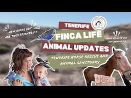 Devante’s Struggle, Leukemia Cats & Our Sanctuary Life at Tenerife Horse Rescue