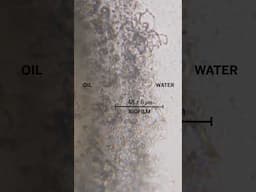 How oil-eating #bacteria break droplets down  #science  #biology