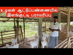 உழவன் ஆட்டுப்பண்ணையில் இளங்குட்டி பராமரிப்பு | Goat kids management