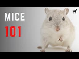 Mice 101 - Mice Species Fast Facts and Information