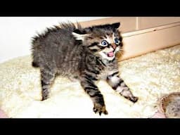 Cats Videos 2024 😸 Cat Funny Videos − Funny Cat