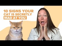 10 Signs Your Cat Is Secretly Mad At You