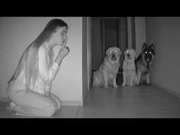 Hiding from My Dogs in Full Darkness | BEST Reactions