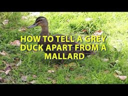 How to tell a Grey Duck apart from a Mallard