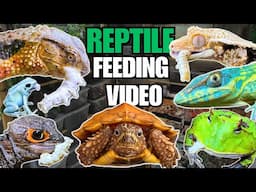 FEEDING MY PET REPTILES SILKWORMS! LIZARDS, TURTLES, FROGS AND MORE! SILKWORM FEEDING VIDEO