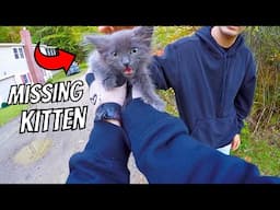 Found Missing Kitten On The Road