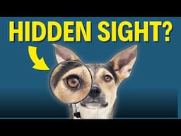 Color BLIND But Night Wise | The TRUTH About Dog's Vision