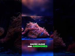 Tap the👆LINK ABOVE👆to Watch the Full Video - Anemones and Macro Algae