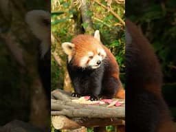 Did You Know Red Pandas LOVE Apples?! 🇨🇳