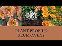 The Dirt-Plant Profile, Geum