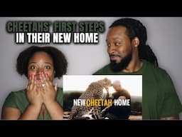 CHEETAHS' FIRST STEPS IN THEIR NEW HOME! Dean Schneider Reaction