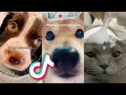 The BEST and CUTEST TikTok Pets...