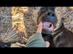 Stubborn Cane Corso gets disciplined