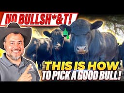 RAISING BEEF CATTLE FOR BEGINNERS – How to Select a Bull for Breeding