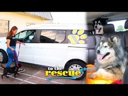 Pet Taxi drivers take dogs to the vet for disabled and busy pet owners | To The Rescue