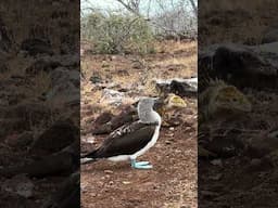 Galápagos Islands: A Unique Paradise