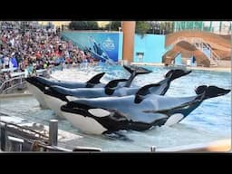 Orca Encounter (Full Show) - SeaWorld Orlando - December 30, 2024