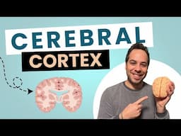 Cerebral Cortex I Cerebrum I Lobes of the Brain